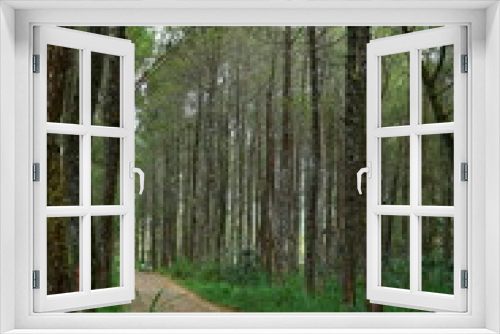 Fototapeta Naklejka Na Ścianę Okno 3D - The beauty of the towering pine forest