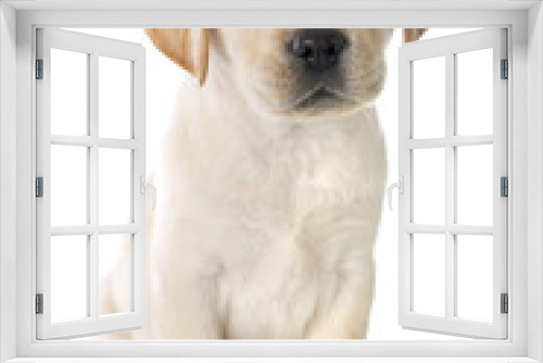 Fototapeta Naklejka Na Ścianę Okno 3D - puppy labrador retriever