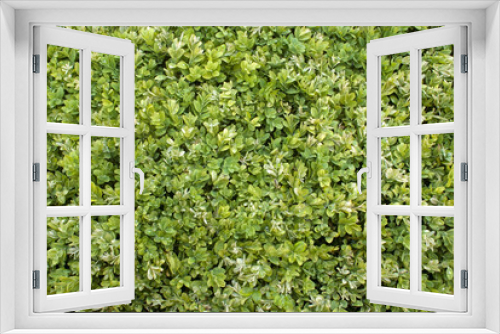 Fototapeta Naklejka Na Ścianę Okno 3D - Buxus sempevirens, Buis,  Les jardins suspendus, chateau de Marqueyssac, 24, Dordogne, France