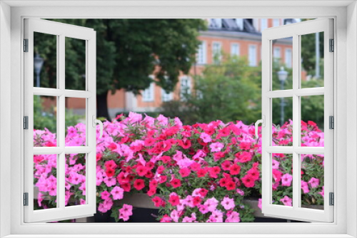 Fototapeta Naklejka Na Ścianę Okno 3D - Sweden. Surfinia is a specially bred variety of ampelous petunia, its special successful hybrid, resistant to bad weather, not afraid of wind and rain. 
