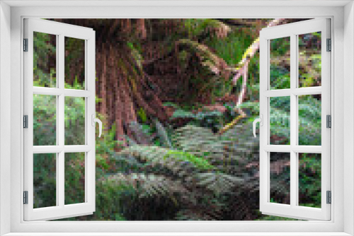 Fototapeta Naklejka Na Ścianę Okno 3D - Great Otway National Park, Australia