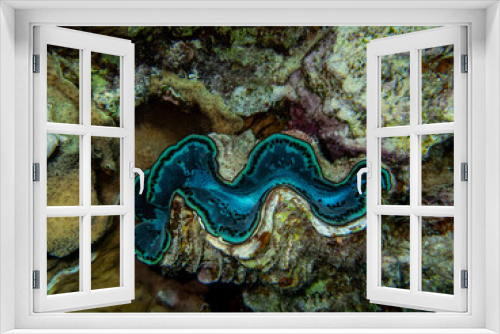 Fototapeta Naklejka Na Ścianę Okno 3D - Giant tridacna in the Red Sea coral reef