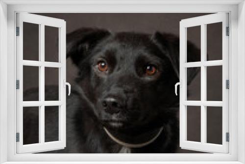 Fototapeta Naklejka Na Ścianę Okno 3D - portrait of a beautiful dog on a brown canvas. Mix of breeds. Pet in the studio, artistic photo on the background