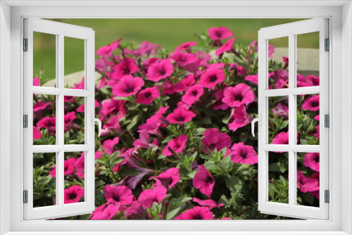 Fototapeta Naklejka Na Ścianę Okno 3D - Background of pink petunia flower in garden