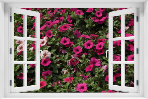 Fototapeta Naklejka Na Ścianę Okno 3D - Pink petunia flower in garden with green background
