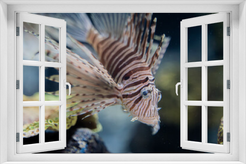 Fototapeta Naklejka Na Ścianę Okno 3D - Captured in an aquarium, the lionfish exhibits its vibrant elegance as it gracefully navigates through the water.