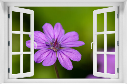 Fototapeta Naklejka Na Ścianę Okno 3D - Macro shot of a hedgerow geranium (geranium pyrenaicum) in bloom