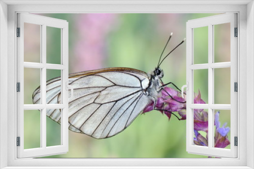 Fototapeta Naklejka Na Ścianę Okno 3D - butterfly in natural habitat (aporia crataegi)