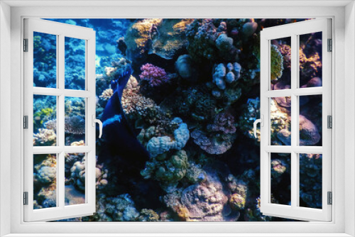 Fototapeta Naklejka Na Ścianę Okno 3D - Underwater view of the coral reef, Tropical waters