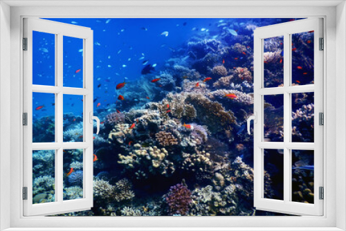 Fototapeta Naklejka Na Ścianę Okno 3D - Underwater view of the coral reef, Tropical waters