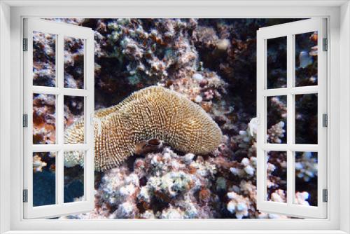Fototapeta Naklejka Na Ścianę Okno 3D - Ctenactis echinata is a free-living species of solitary disc coral in the family Fungiidae