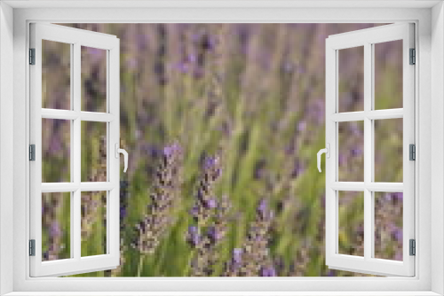 Fototapeta Naklejka Na Ścianę Okno 3D - The lavender fields in Brihuega close to Madrid