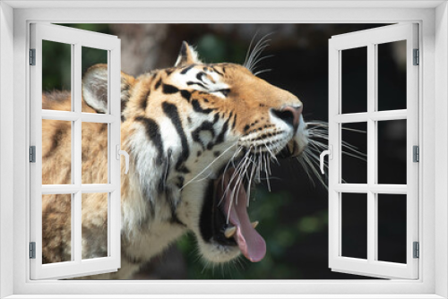 Fototapeta Naklejka Na Ścianę Okno 3D - close up Siberian tiger on the yard