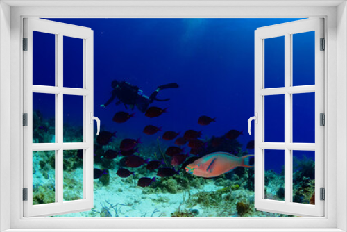 Fototapeta Naklejka Na Ścianę Okno 3D - A parrot fish and blue tang fish swimming hear a diver 