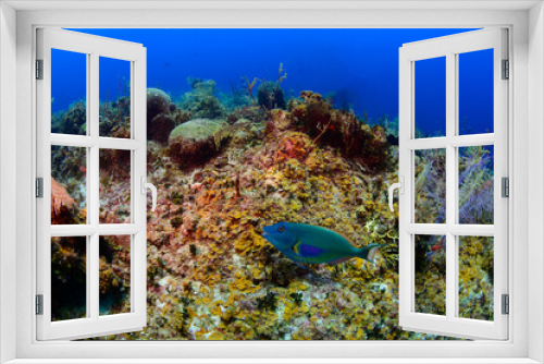 Fototapeta Naklejka Na Ścianę Okno 3D - A parrot fish swimming over the reef 