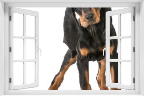Fototapeta Naklejka Na Ścianę Okno 3D - cute puppy