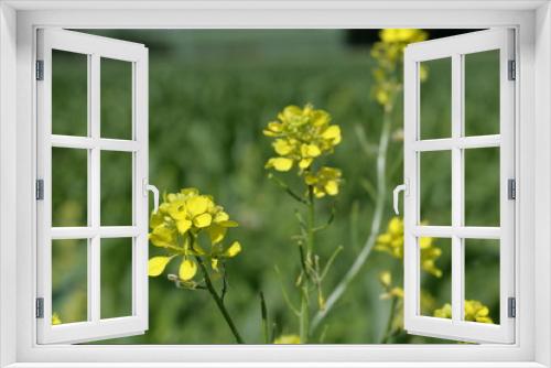 Fototapeta Naklejka Na Ścianę Okno 3D - Colza (brassica napus)