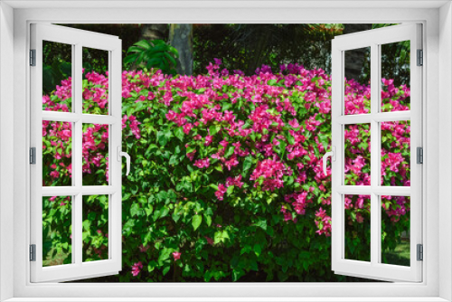 Fototapeta Naklejka Na Ścianę Okno 3D - Natural Beauty Of Bougainvillea Ornamental Plants Adorned With Blooming Red Flowers On Their Plants And Leaves In The Garden