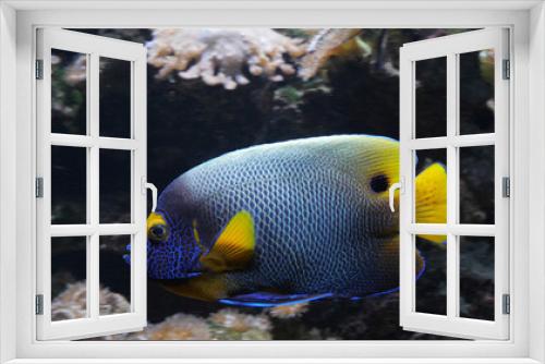 Fototapeta Naklejka Na Ścianę Okno 3D - Blueface Angelfish, pomacanthus xanthometopon, Adult near Coral , Fish from the Indian Ocean