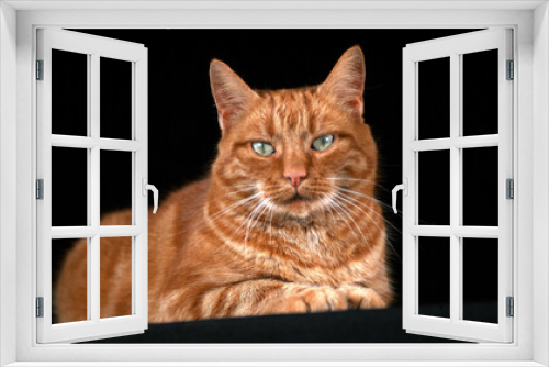 Fototapeta Naklejka Na Ścianę Okno 3D - Red Tabby Domestic Cat, Adult Laying against Black Background
