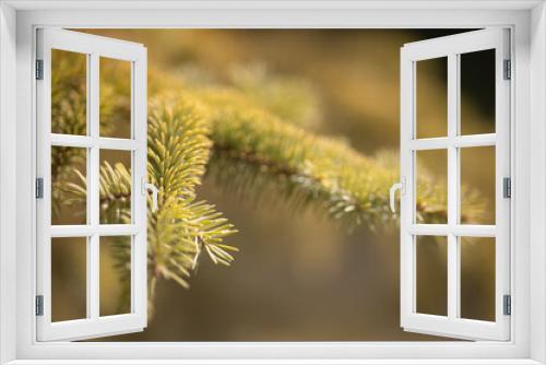 Fototapeta Naklejka Na Ścianę Okno 3D - green conifer tree branches and needles closeup