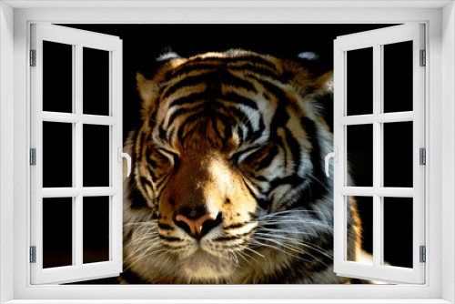 Fototapeta Naklejka Na Ścianę Okno 3D - Close up of Sumatran tiger with closed eyes