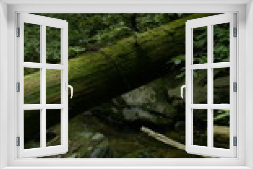 Fototapeta Naklejka Na Ścianę Okno 3D - tree, moss and stream