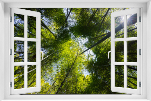 Fototapeta Naklejka Na Ścianę Okno 3D - Bottom view of bamboo tree forest