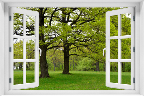 Fototapeta Naklejka Na Ścianę Okno 3D - green oak trees with green grass in the forest isolated copy space  