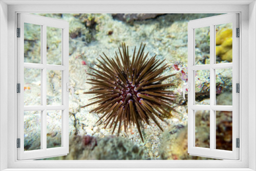 Fototapeta Naklejka Na Ścianę Okno 3D - Sea urchin at the bottom of a coral reef in the Red Sea