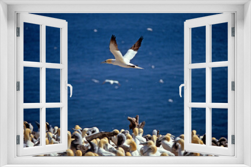 Fototapeta Naklejka Na Ścianę Okno 3D - Fou de Bassan, nid , colonie,.Morus bassanus, Northern Gannet
