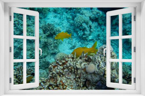 Fototapeta Naklejka Na Ścianę Okno 3D - Interesting inhabitants of a coral reef in the Red Sea