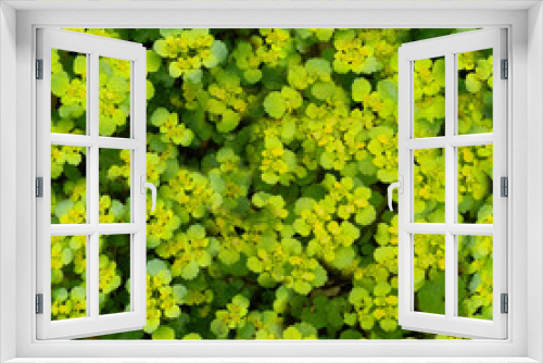 Fototapeta Naklejka Na Ścianę Okno 3D - green flowers tileable background