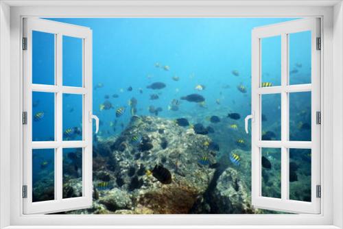 Fototapeta Naklejka Na Ścianę Okno 3D - Costa Rica Sea life