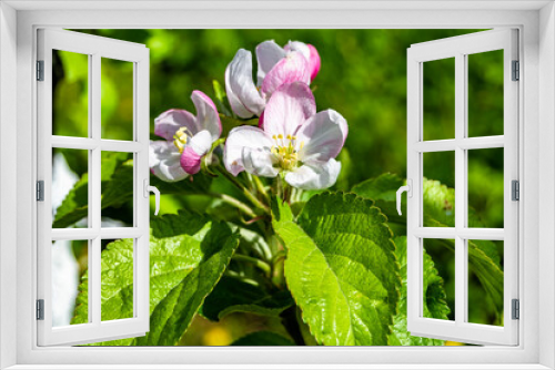 Fototapeta Naklejka Na Ścianę Okno 3D - Photography on theme beautiful fruit branch apple tree with natural leaves under clean sky