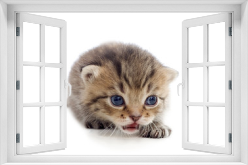 Fototapeta Naklejka Na Ścianę Okno 3D - tabby kitten