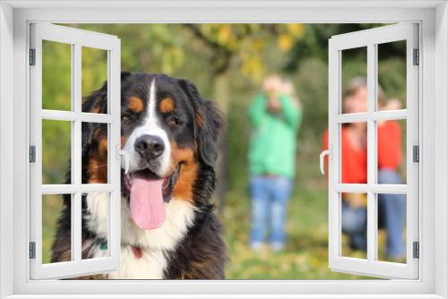 Fototapeta Naklejka Na Ścianę Okno 3D - Bernese Mountain Dog