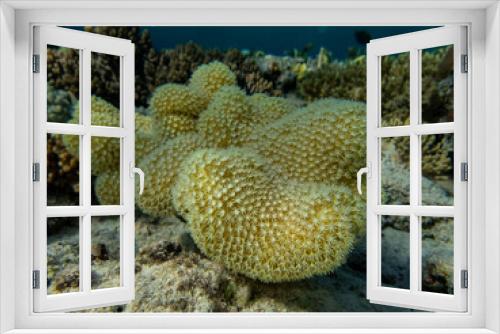 Fototapeta Naklejka Na Ścianę Okno 3D - Fantastically beautiful corals and inhabitants of the coral reef in the Red Sea.