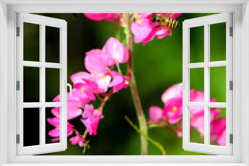 Fototapeta Naklejka Na Ścianę Okno 3D - Bees eat nectar from bougainvillea flowers