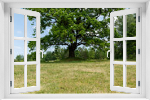 Fototapeta Naklejka Na Ścianę Okno 3D - old tall oak with green foliage during drought