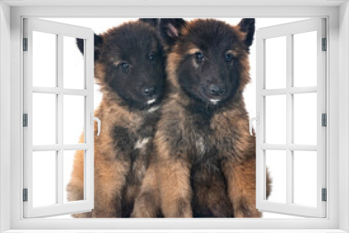 Fototapeta Naklejka Na Ścianę Okno 3D - puppies tervueren in studio