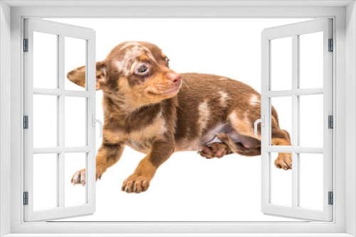 Fototapeta Naklejka Na Ścianę Okno 3D - Toy terrier