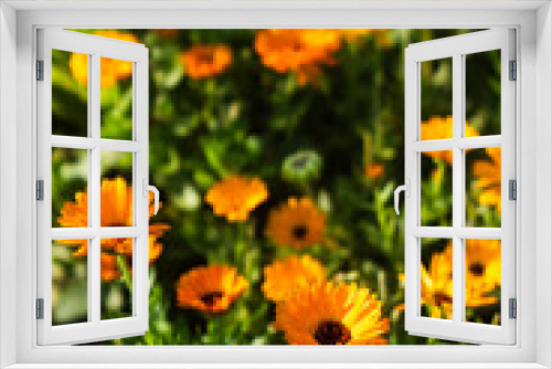 Fototapeta Naklejka Na Ścianę Okno 3D - orange flowers in the garden