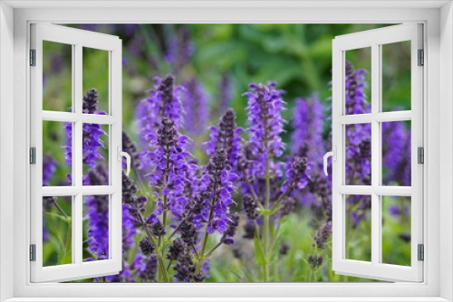 Fototapeta Naklejka Na Ścianę Okno 3D - wallpaper,salvia,sage,plant,nature