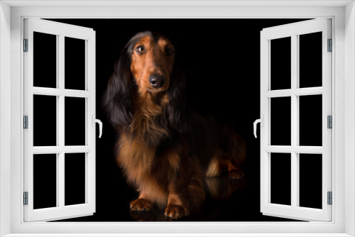 Fototapeta Naklejka Na Ścianę Okno 3D - Teckel (dachshund)