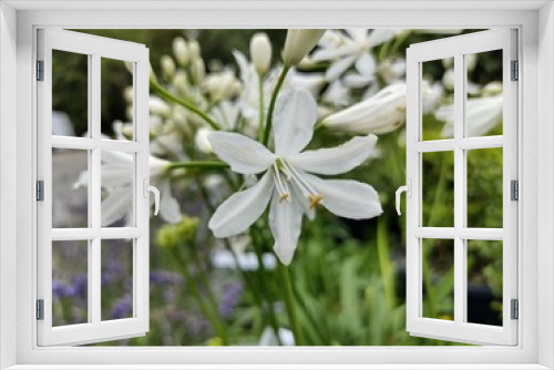 Fototapeta Naklejka Na Ścianę Okno 3D - Agapanthus 'Kilmurry White'