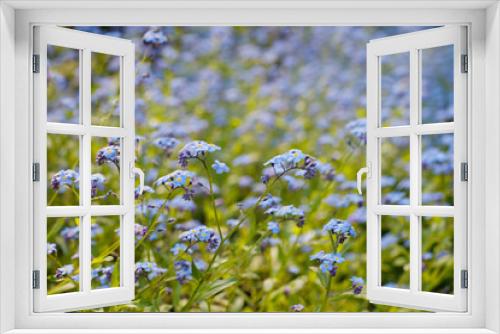Fototapeta Naklejka Na Ścianę Okno 3D - Blue wild forget-me-not flower, summer blue colour background