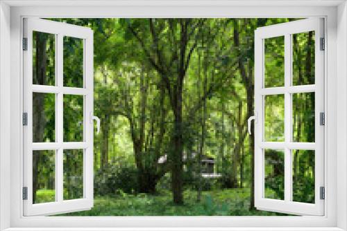 Fototapeta Naklejka Na Ścianę Okno 3D - Trees with green leves and house in forest, Rainforest full of lush vegetation and tree, Thailand