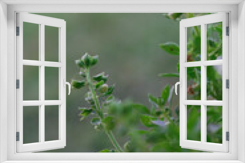 Fototapeta Naklejka Na Ścianę Okno 3D - Organic Non-GMO Greek Basil, close up	