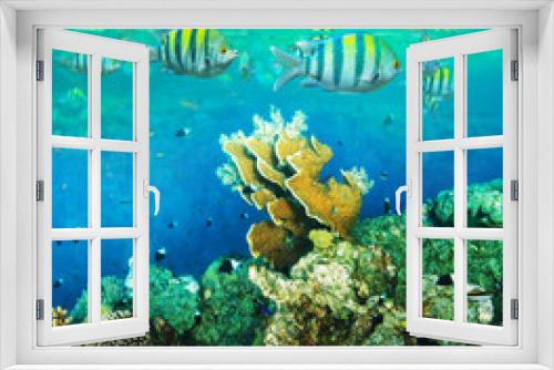 Fototapeta Naklejka Na Ścianę Okno 3D - Coral fish